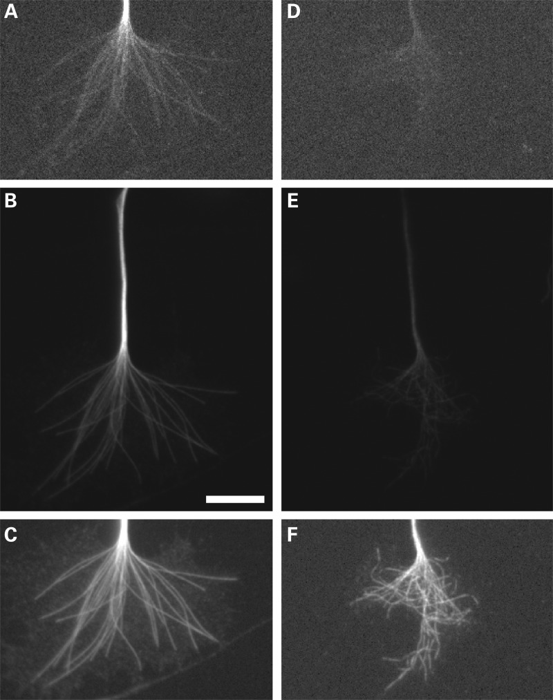 Figure 7.