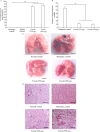 Fig.1