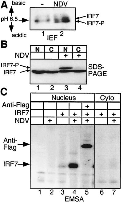 FIG. 1