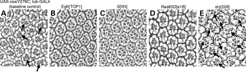 Figure 5.