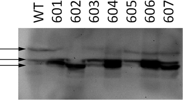 FIGURE 13.