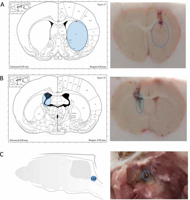 Figure 3.