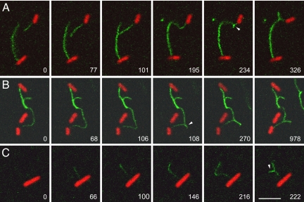 Fig. 4.