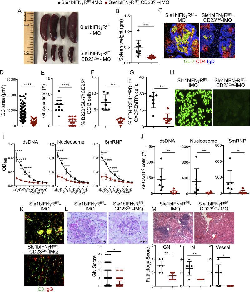 Type II but not type I interferon signaling is indispensable for TLR7 ...