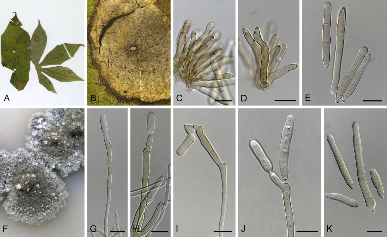 Fig. 27