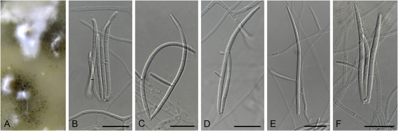 Fig. 9