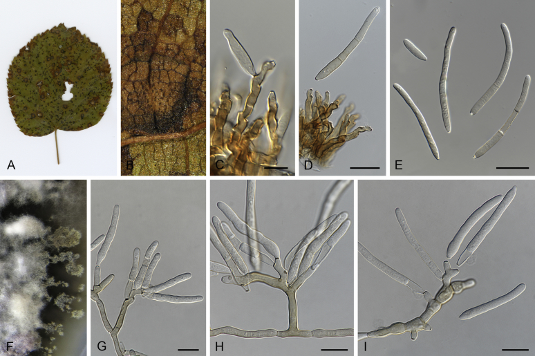 Fig. 16