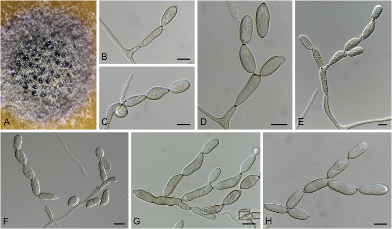 Fig. 31