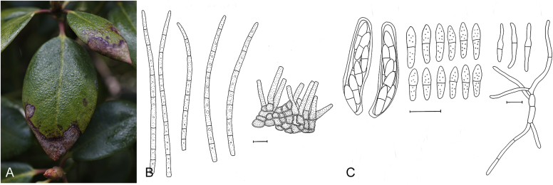 Fig. 46