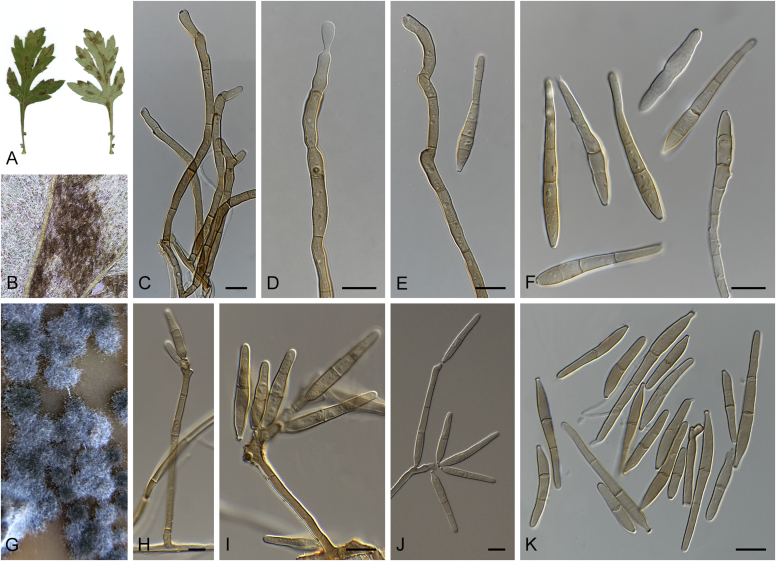 Fig. 33