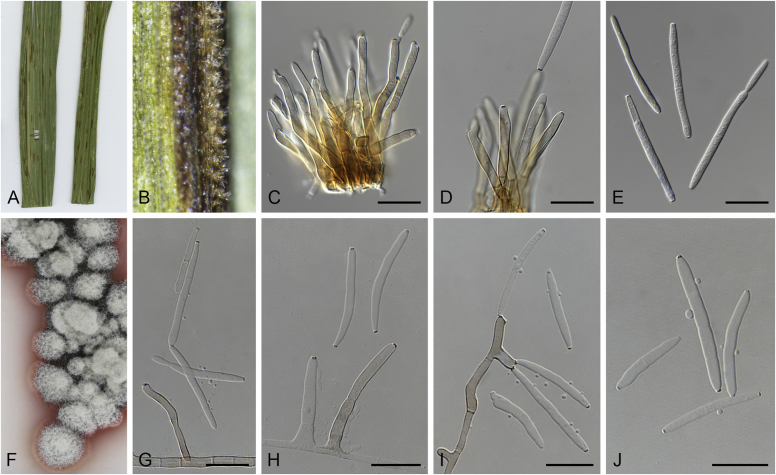 Fig. 11