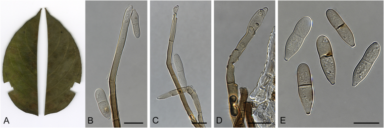 Fig. 64