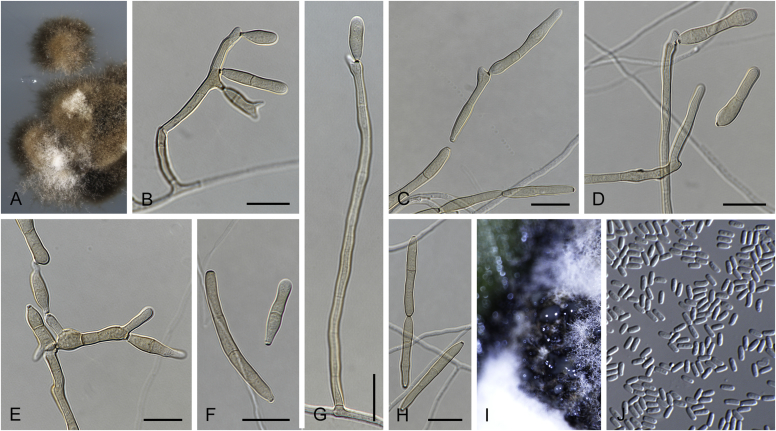 Fig. 23