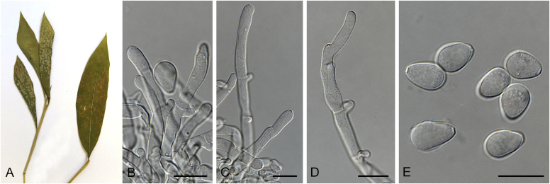 Fig. 61