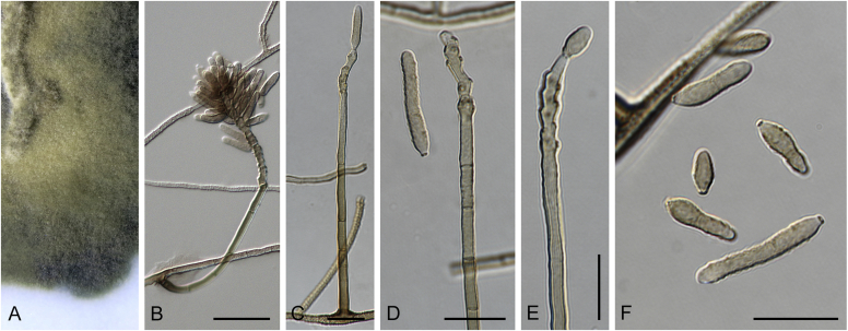 Fig. 39