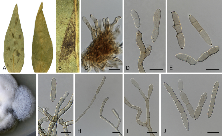 Fig. 35