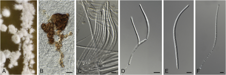 Fig. 10