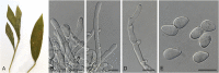 Fig. 61