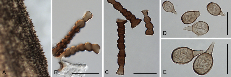 Fig. 52