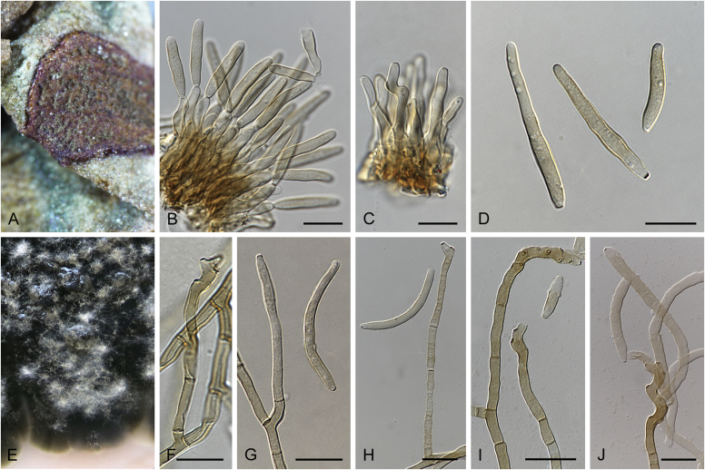 Fig. 19