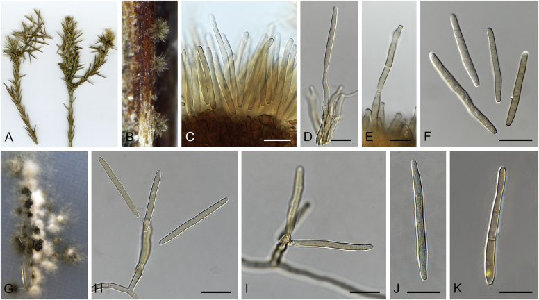 Fig. 37