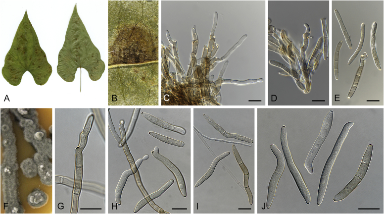 Fig. 12