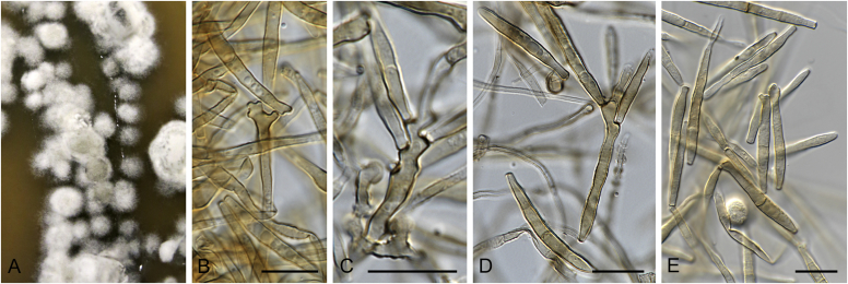 Fig. 32