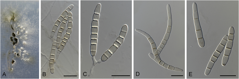 Fig. 29