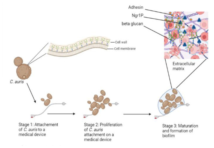 Figure 2