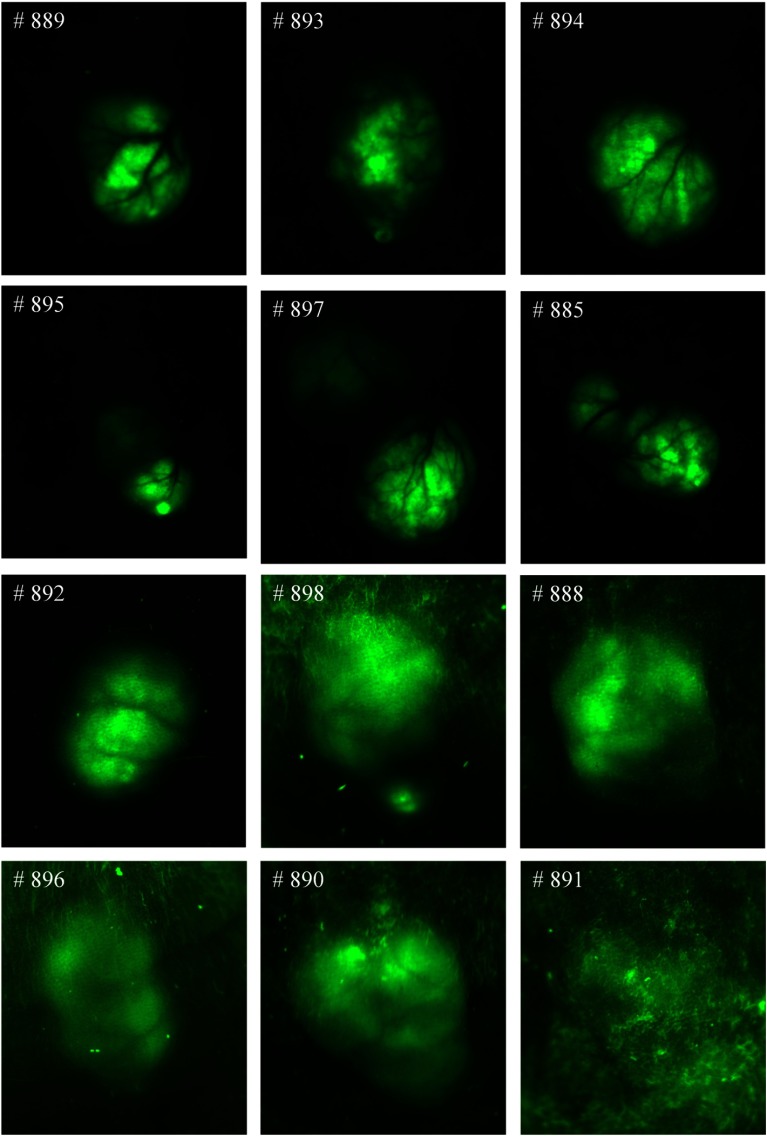 Fig. 10