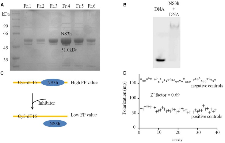 FIGURE 1