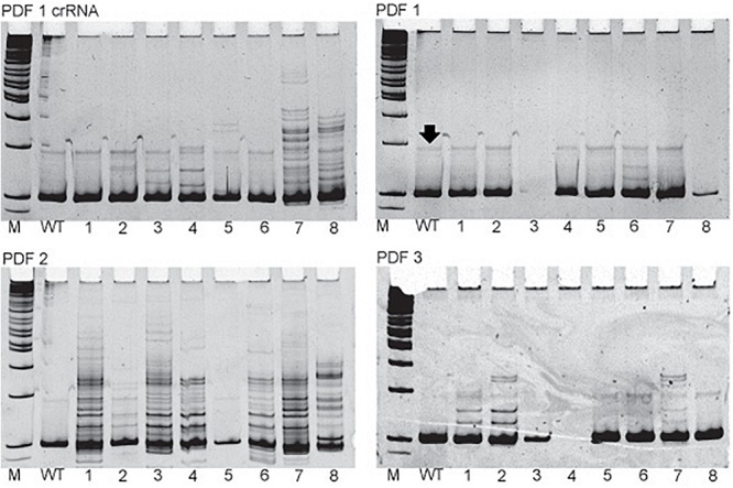 FIGURE 2