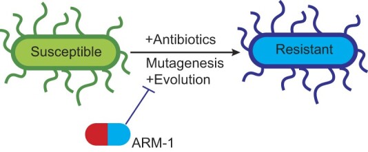 Graphical Abstract