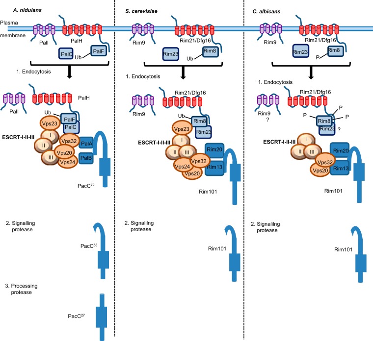 FIG 1