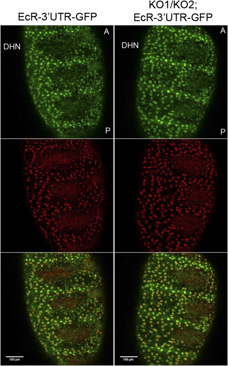 Figure 6—figure supplement 2.