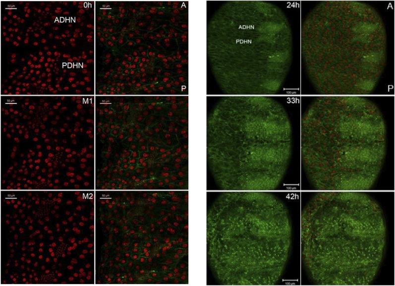 Figure 5—figure supplement 4.