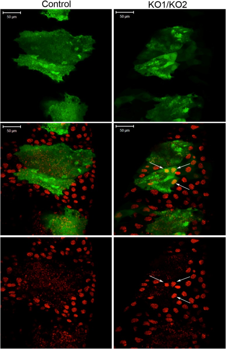 Figure 3—figure supplement 2.