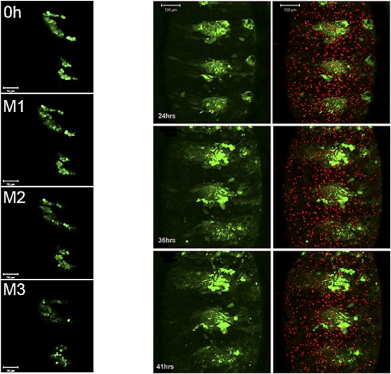 Figure 5—figure supplement 2.