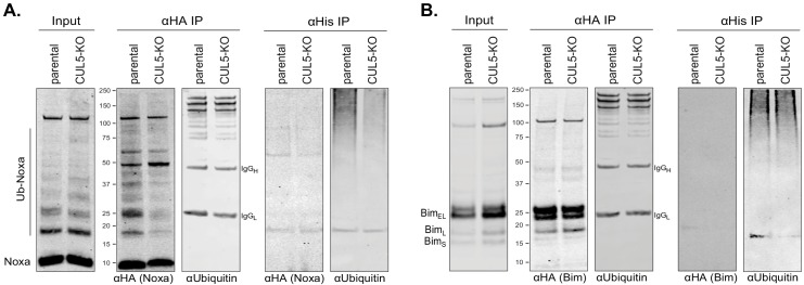 Figure 4—figure supplement 1.