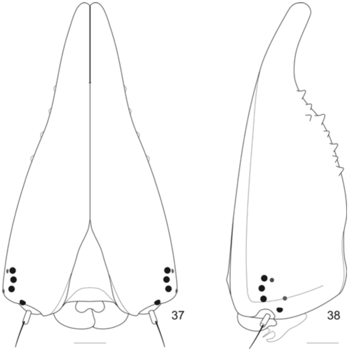 Figures 37–38. 