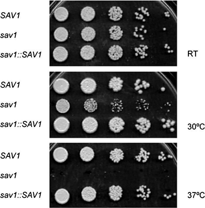 Figure 3.