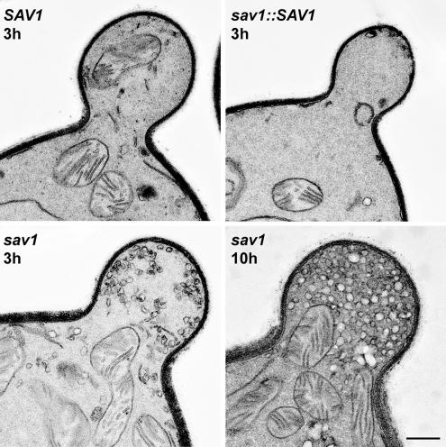 Figure 6.