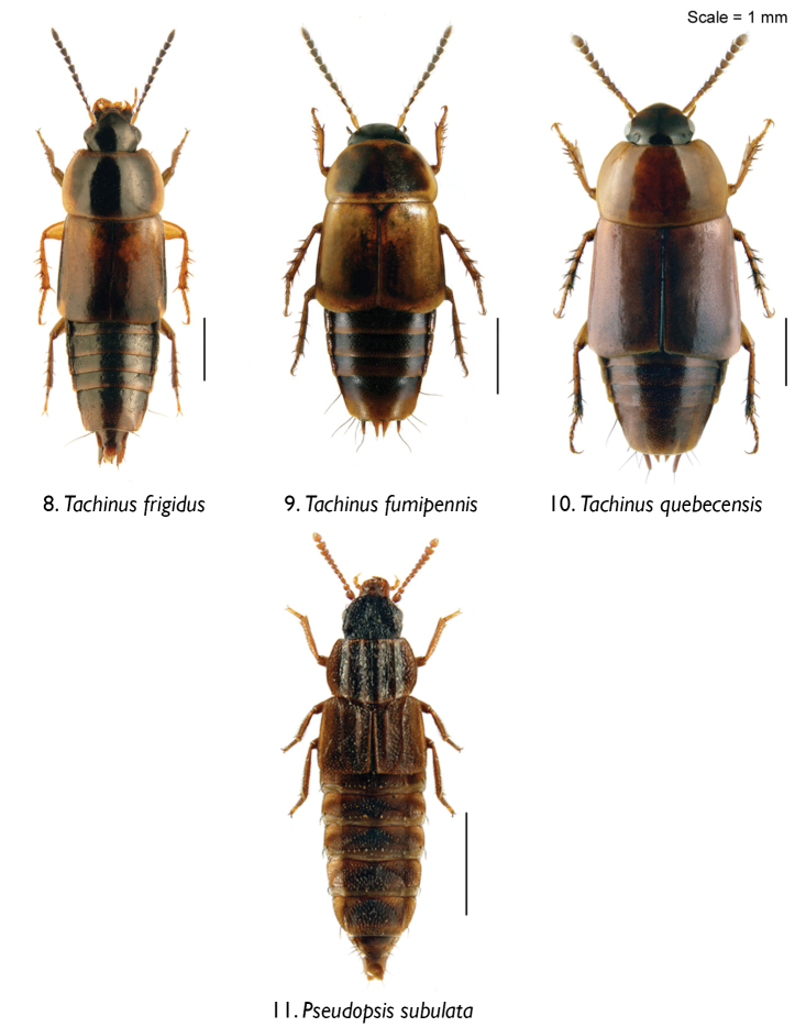 Figures 8–11.