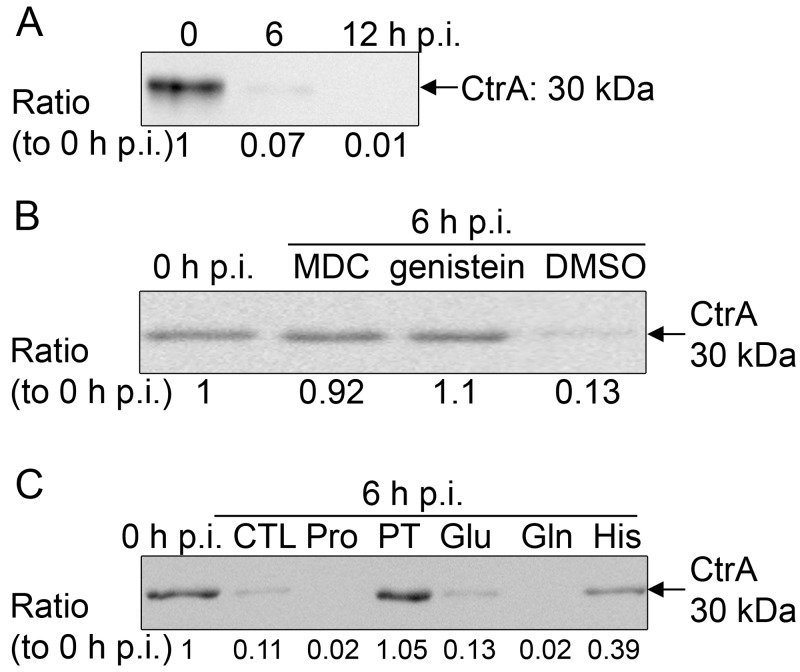 FIG 7 