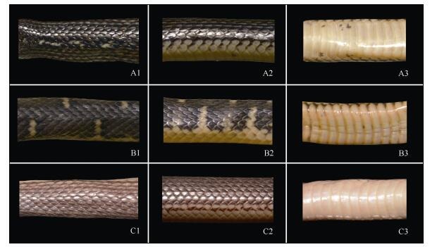 Row A: Anterior dorsal (A1), dorsolateral (A2), and ventral coloration (A3) of <italic>Opisthotropis zhaoermii</italic> <bold>sp. nov.</bold> (holotype CIB109999); Row B: Anterior dorsal (B1), dorsolateral (B2), and ventral coloration (B3) of <italic>O</italic>. <italic>cheni</italic> (YBU071050); Row C: Anterior dorsal (C1), dorsolateral (C2), and ventral coloration (C3) of <italic>O</italic>. <italic>latouchii</italic> (CIB9989).