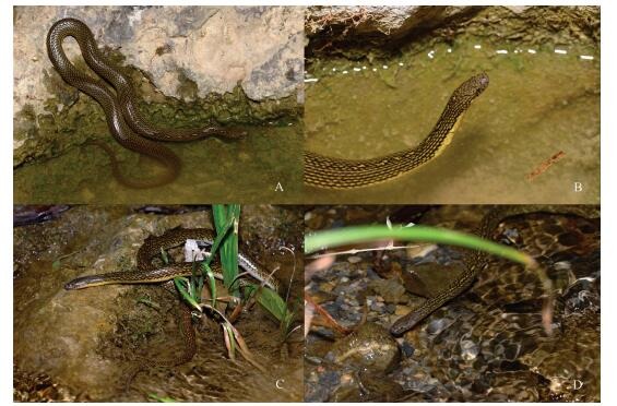 A: General view of female holotype; B: Close-up view of female holotype; C: General view of male paratype; D: Close-up view of male paratype.