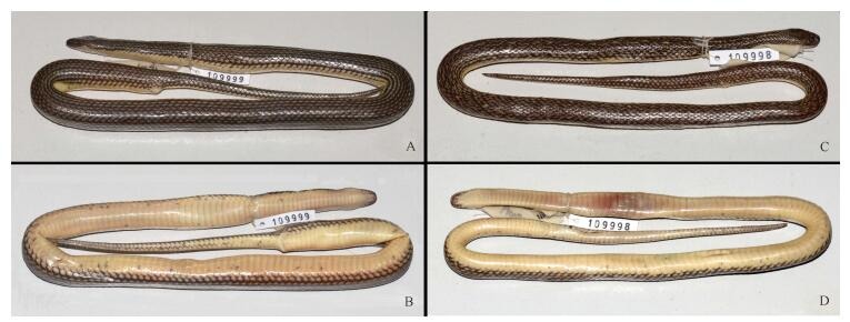 A: Dorsal view of female holotype; B: Ventral view of female holotype; C: Dorsal view of male paratype; D: Ventral view of male paratype.