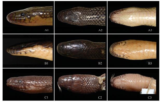 Row A: Lateral head (A1), dorsal head (A2), and ventral head (A3) views of <italic>Opisthotropis zhaoermii</italic> <bold>sp. nov.</bold> (holotype CIB109999); Row B: Lateral head (B1), dorsal head (B2), and ventral head (B3) views of <italic>O</italic>. <italic>cheni</italic> (YBU071050); Row C: Lateral head (C1), dorsal head (C2), and ventral head (C3) views of <italic>O</italic>. <italic>latouchii</italic> (CIB9989).