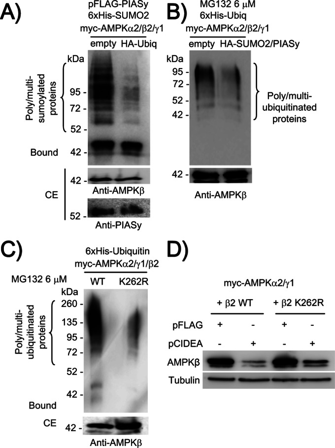 FIGURE 9: