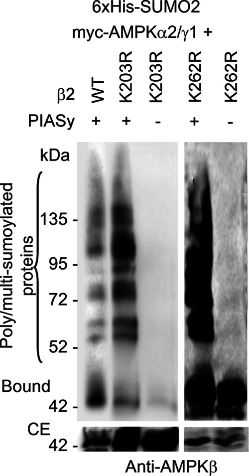 FIGURE 5: